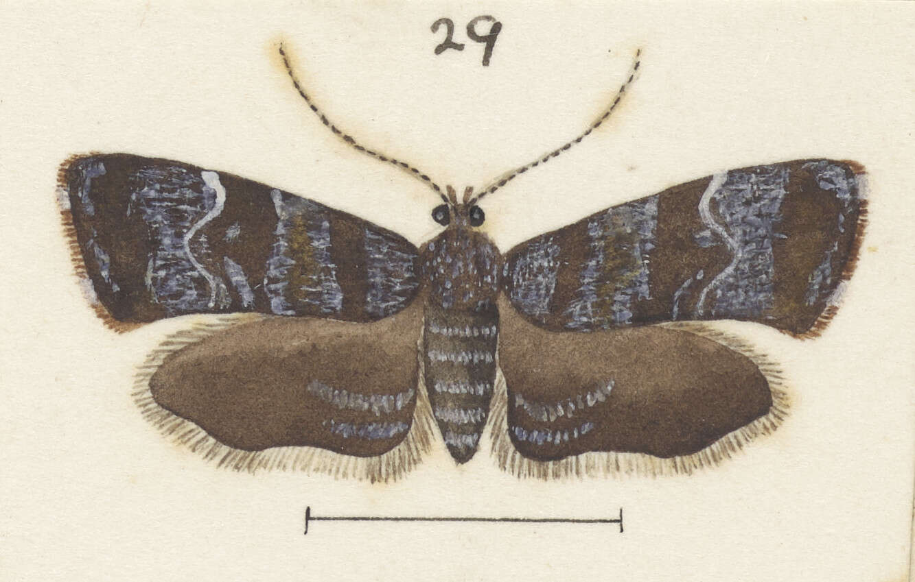 Image of Asterivora combinatana Walker 1863