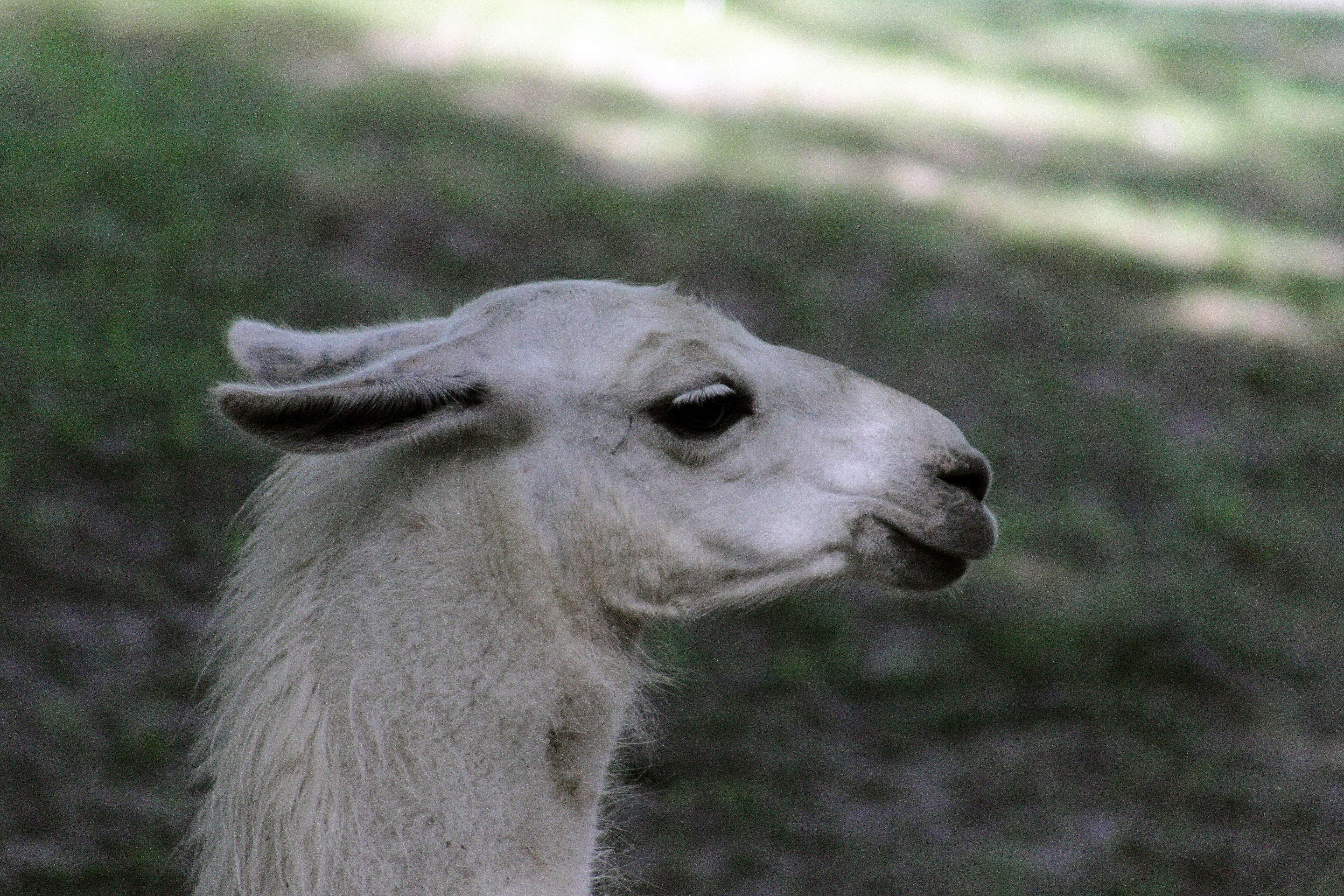 Image of llama