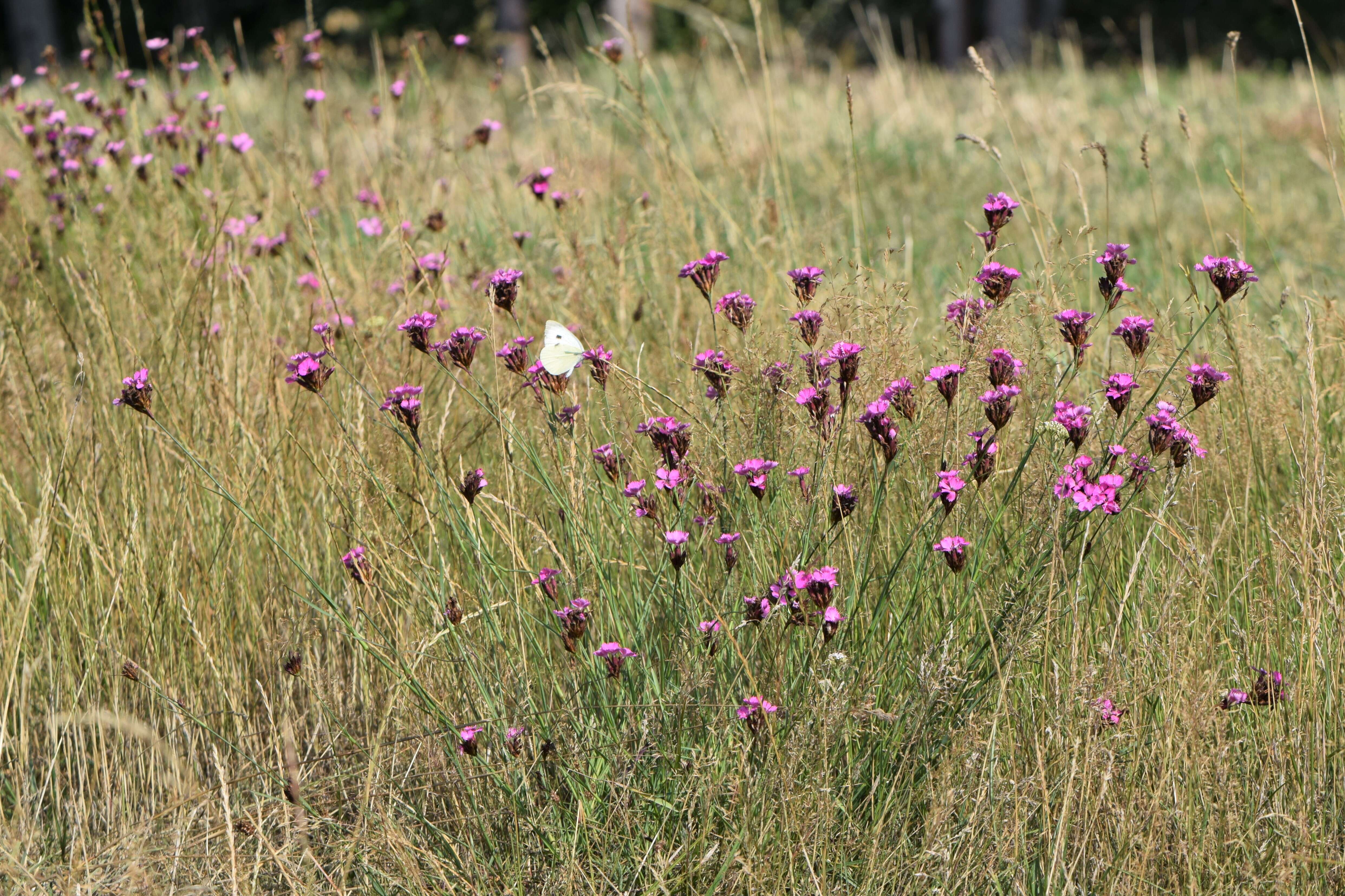 Image of carthusian pink