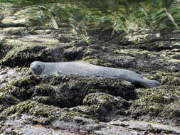 Image of Weddell seal