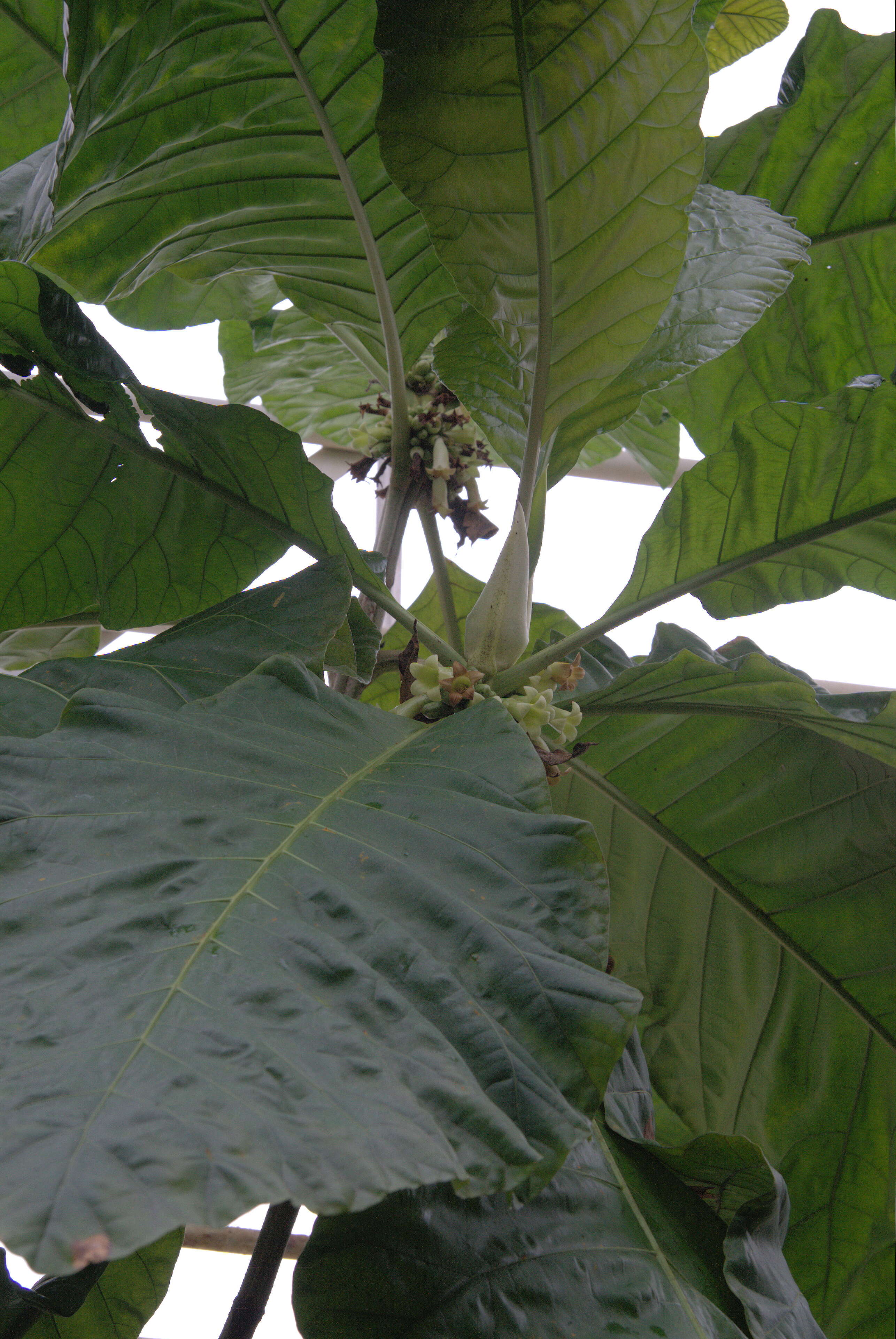 Image of Pentagonia macrophylla Benth.