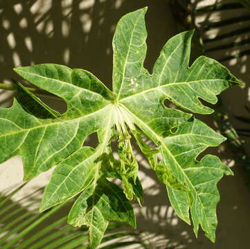 Image of Papaya ringspot virus