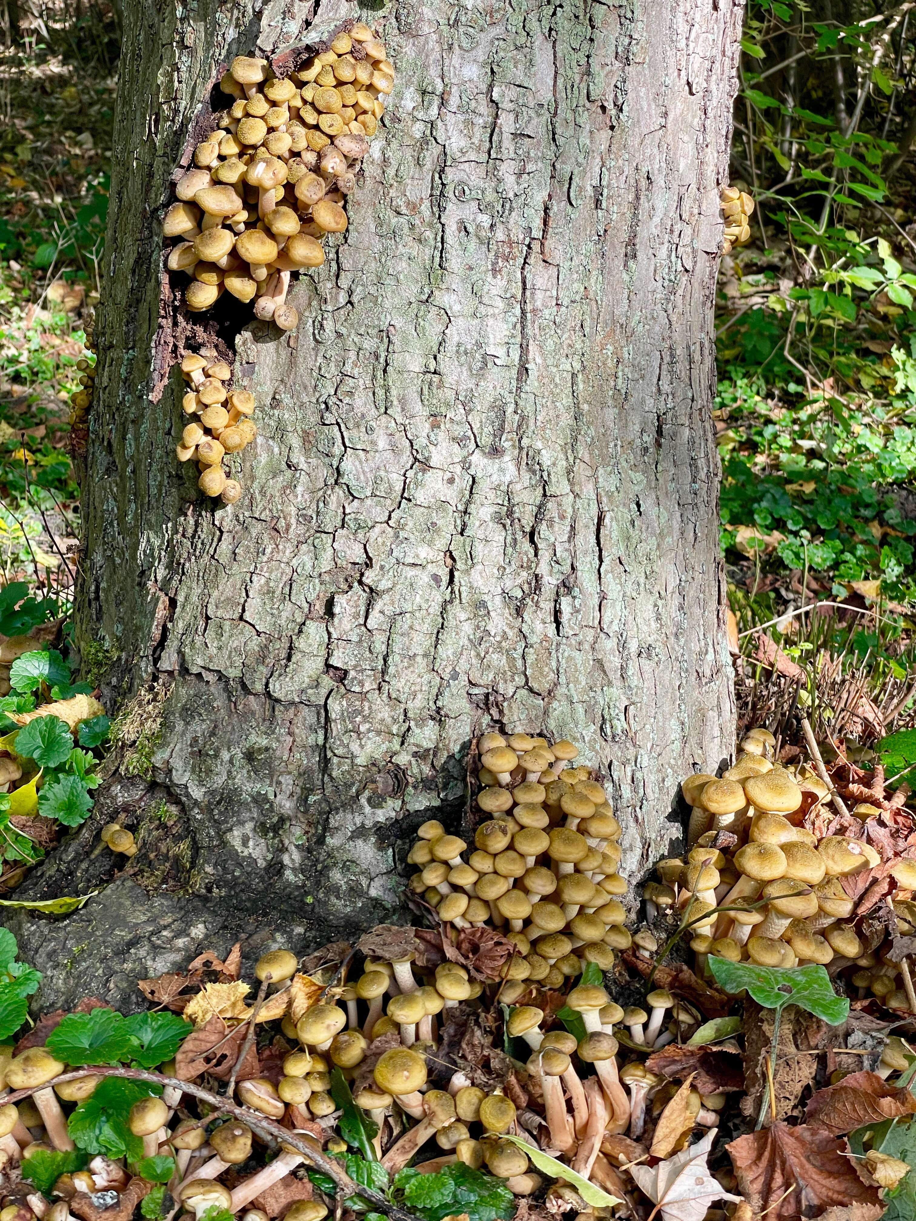 Image of Honey Fungus