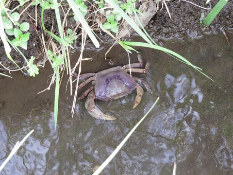 18.https www inaturalist org photos 6671158.580x360