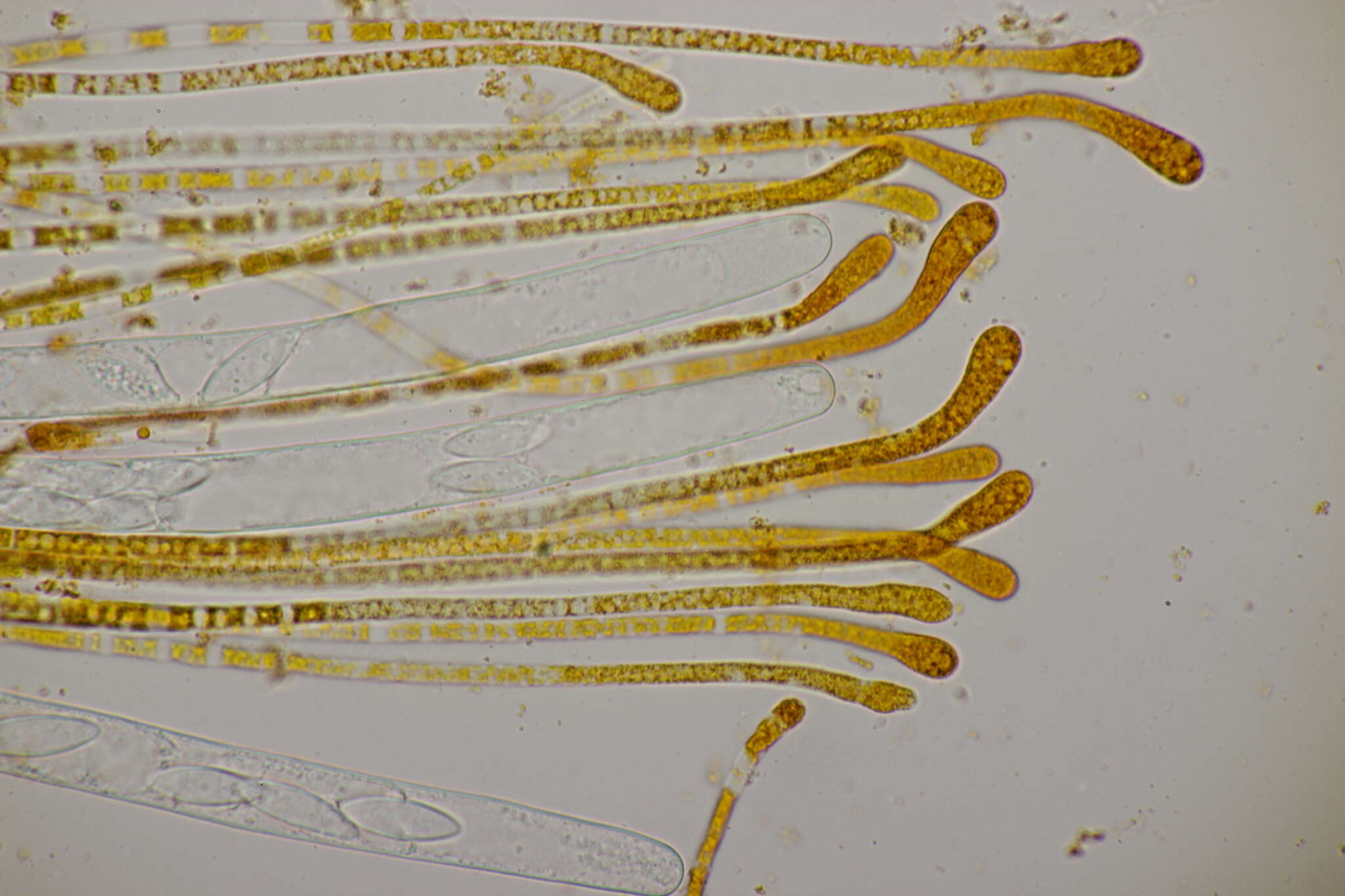 Image of Byssonectria fusispora (Berk.) Rogerson & Korf 1971