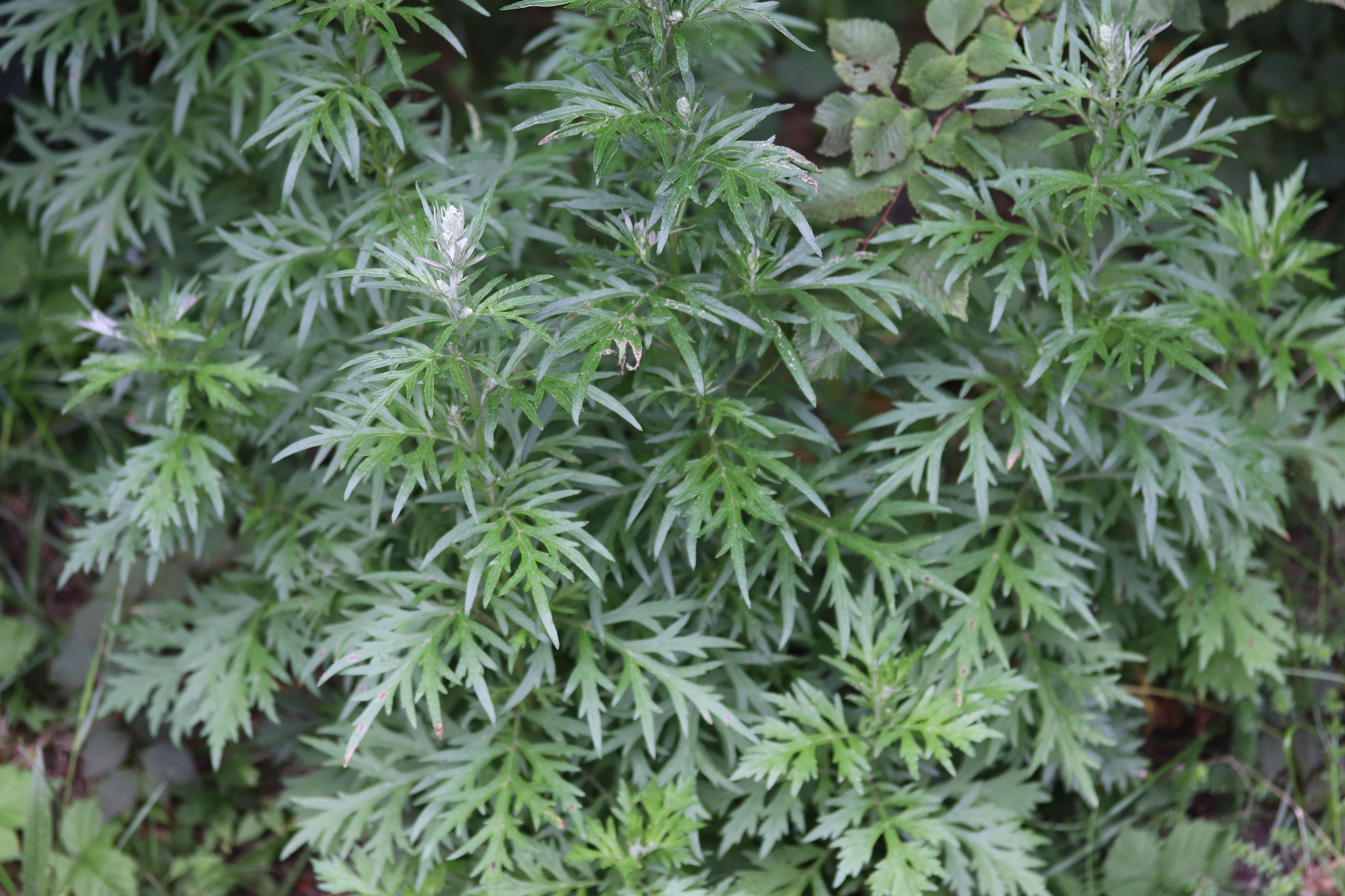 Image of common wormwood