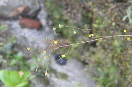 Image of Oriental false hawksbeard