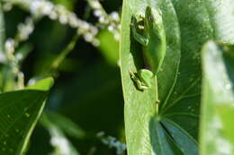 Image of American Green Treefrog