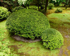 Image of Boxwood