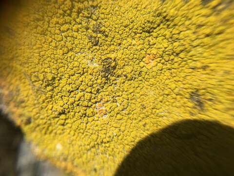 Image of eggyolk lichen