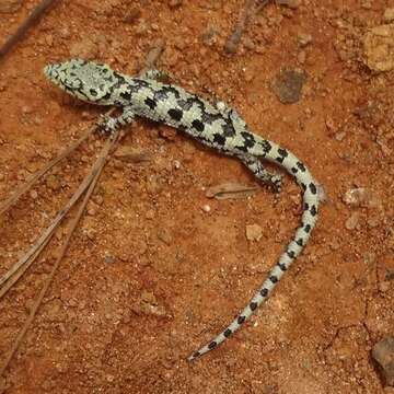 Image of Mixtecan Arboreal Alligator Lizard