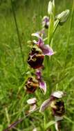 Image of Ophrys holosericea