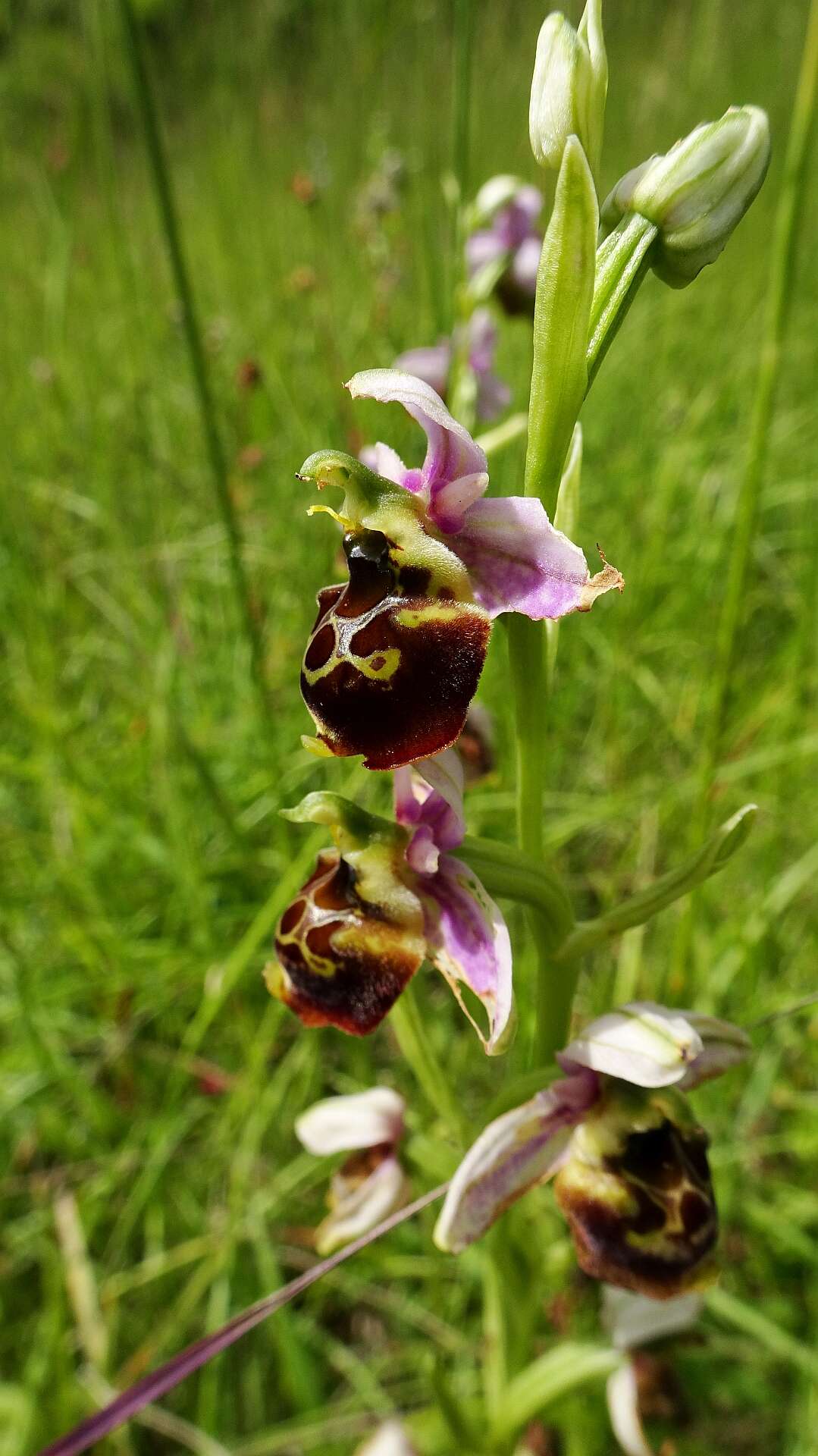 Image of Ophrys holosericea