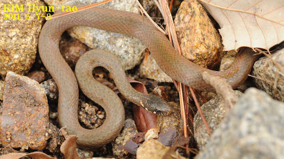 Image of Japanese Keelback