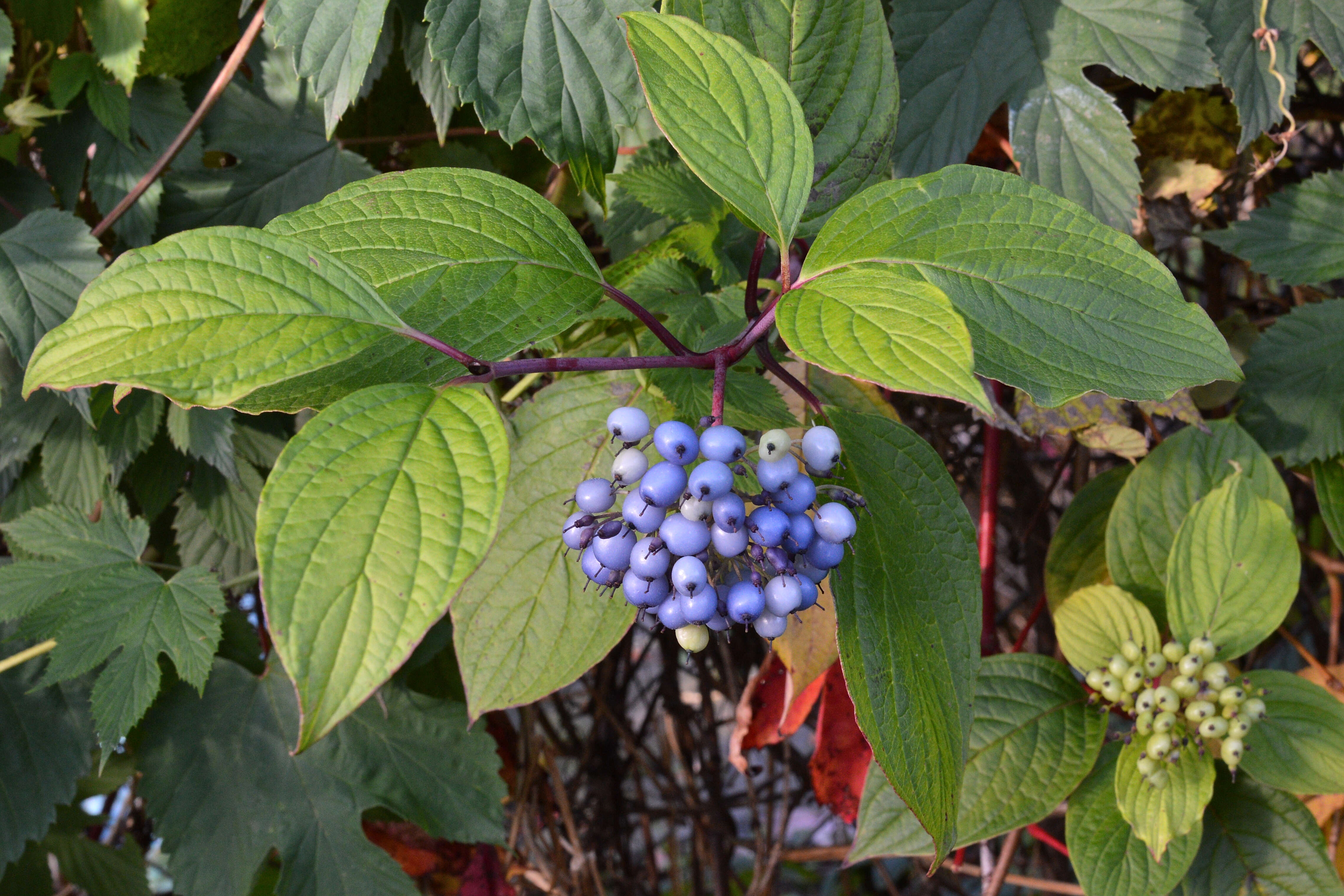 Image of Red-Barked Dogwood