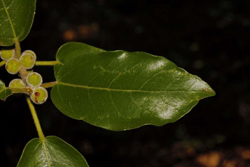 Image of Lowveld fig