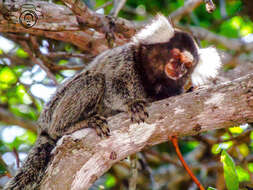 Image of Common Marmoset