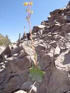 Image of echeveria