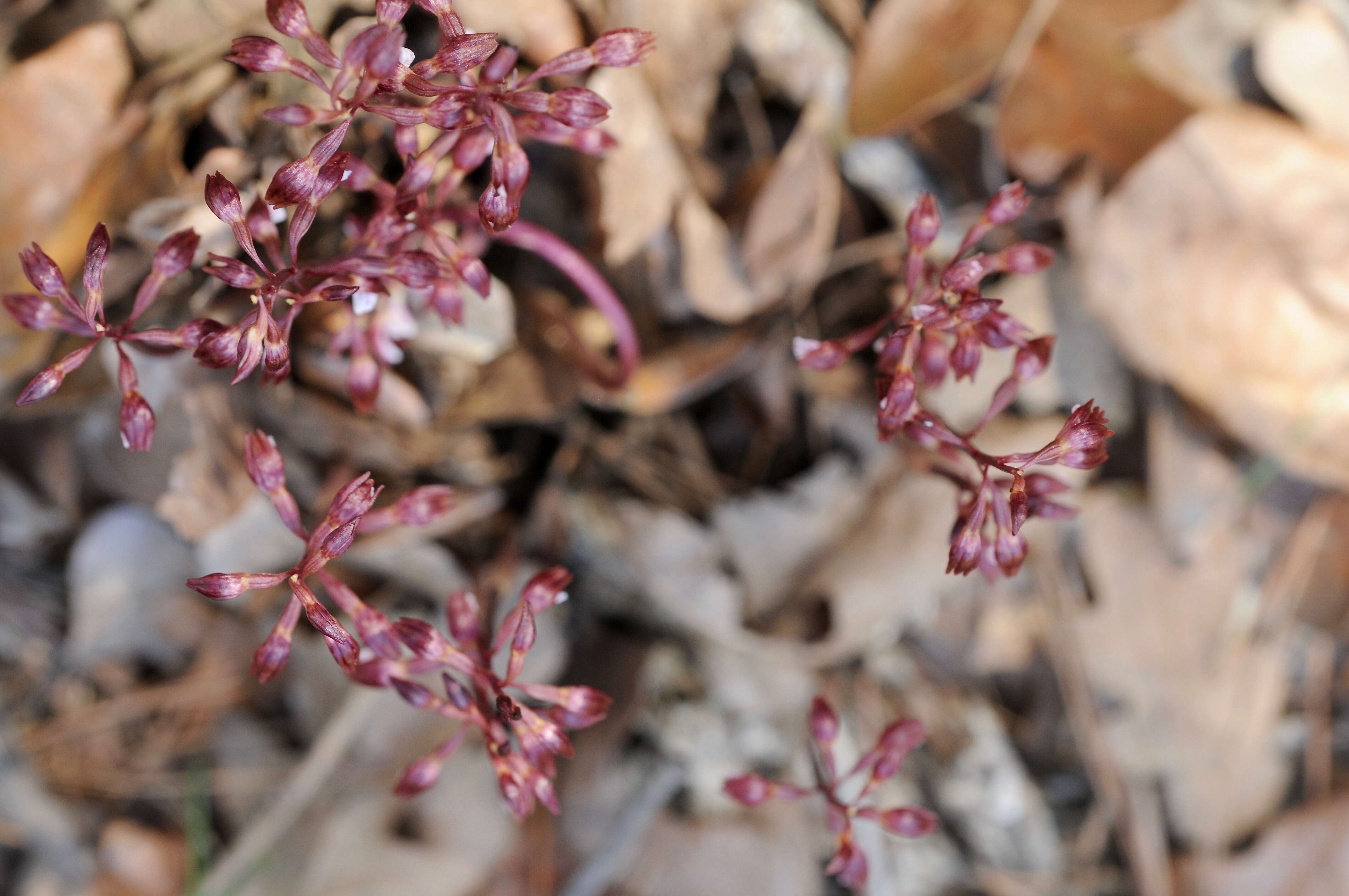 Image of Spring coralroot