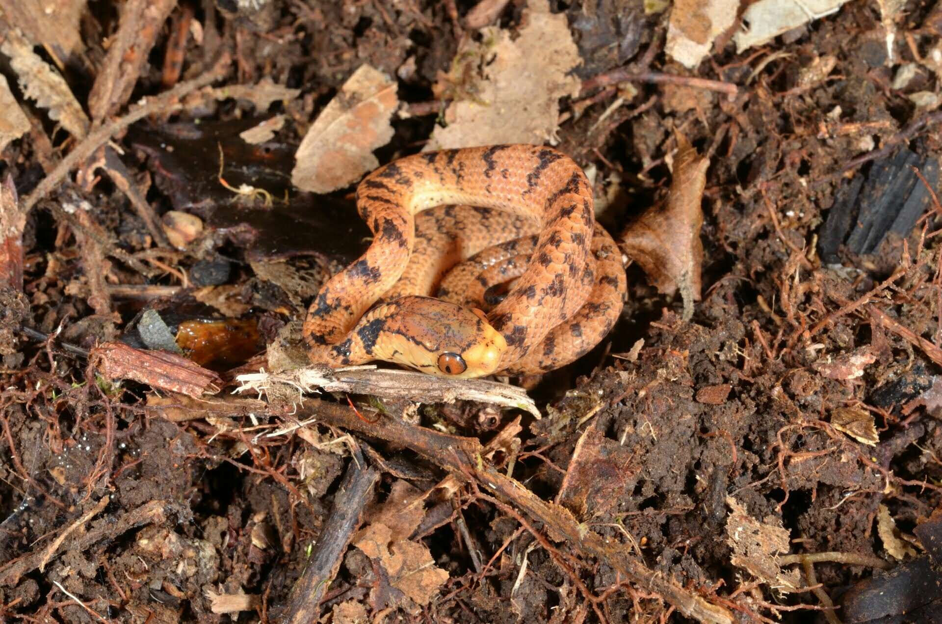 Image of Hampton's Slug Snake