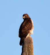 Image of Red-tailed Hawk