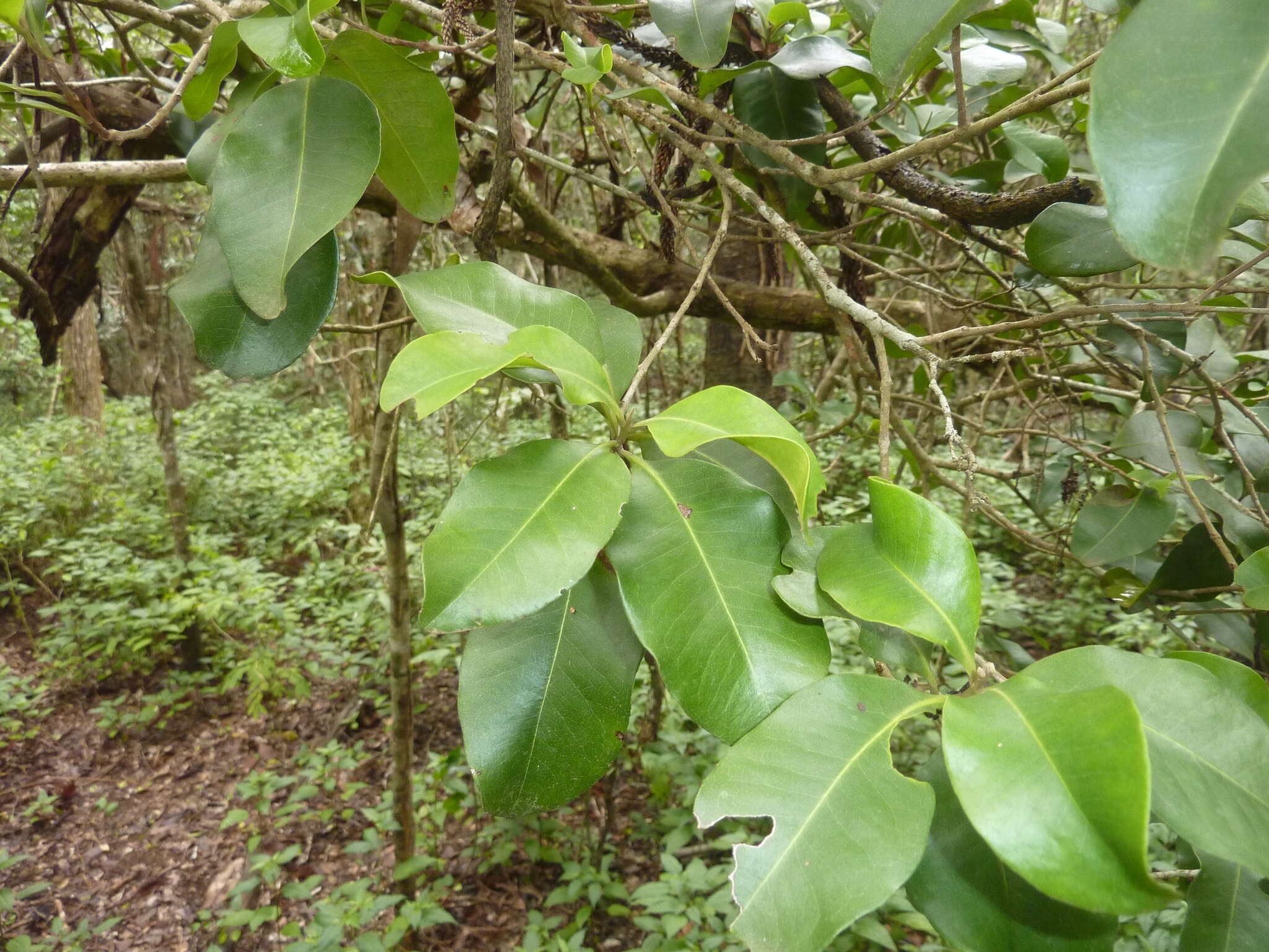 Image of Xanthostemon oppositifolius F. M. Bailey