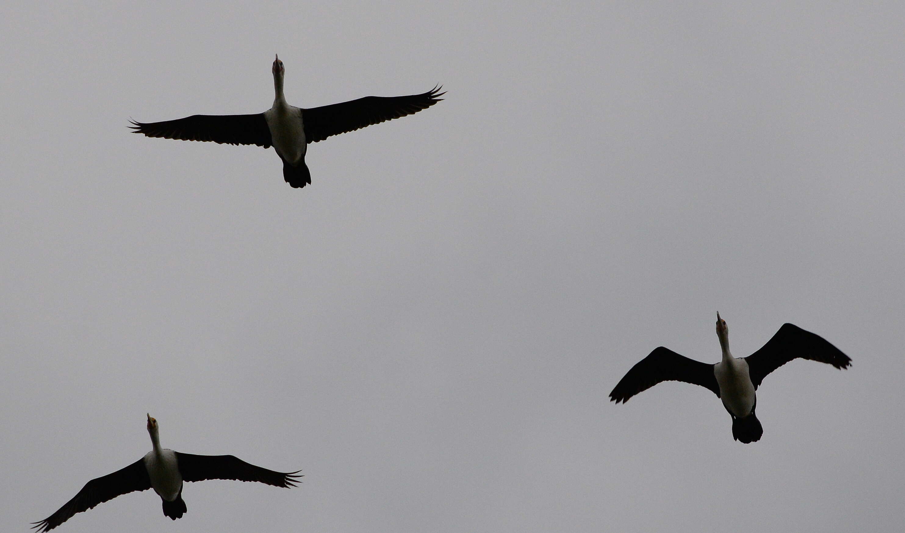 Image of Australian Pied Cormorant