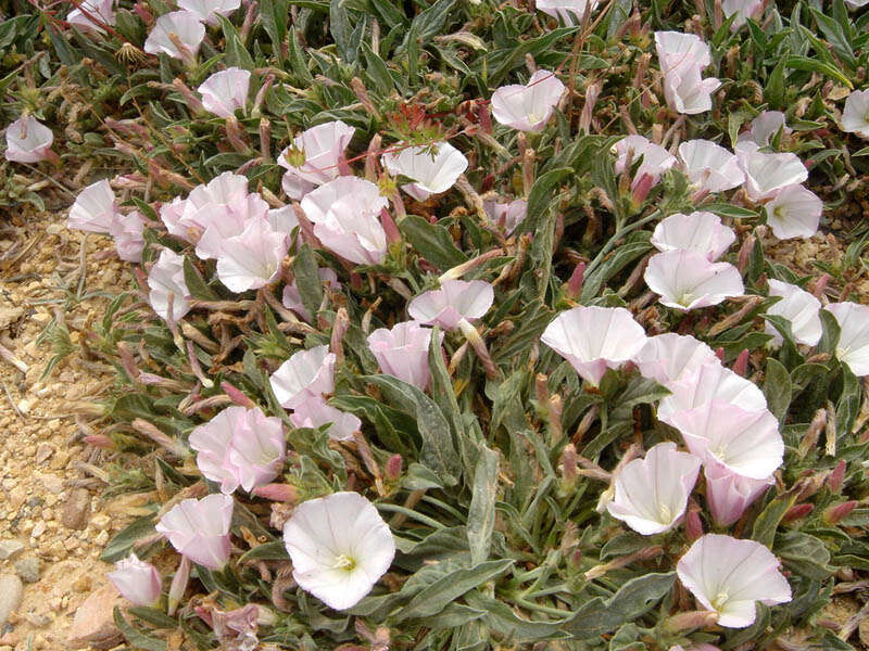 Image of Convolvulus lineatus L.