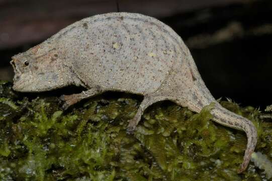 Image of Ramanantsoa's Leaf Chameleon