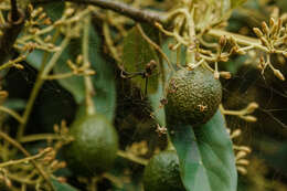 Image of avocado