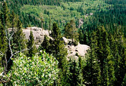 Image of quaking aspen