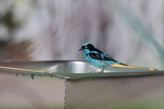 Image of Black-faced Dacnis