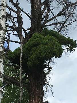 Image of Siberian Larch