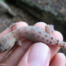 Image of Pacific Slender-toed Gecko