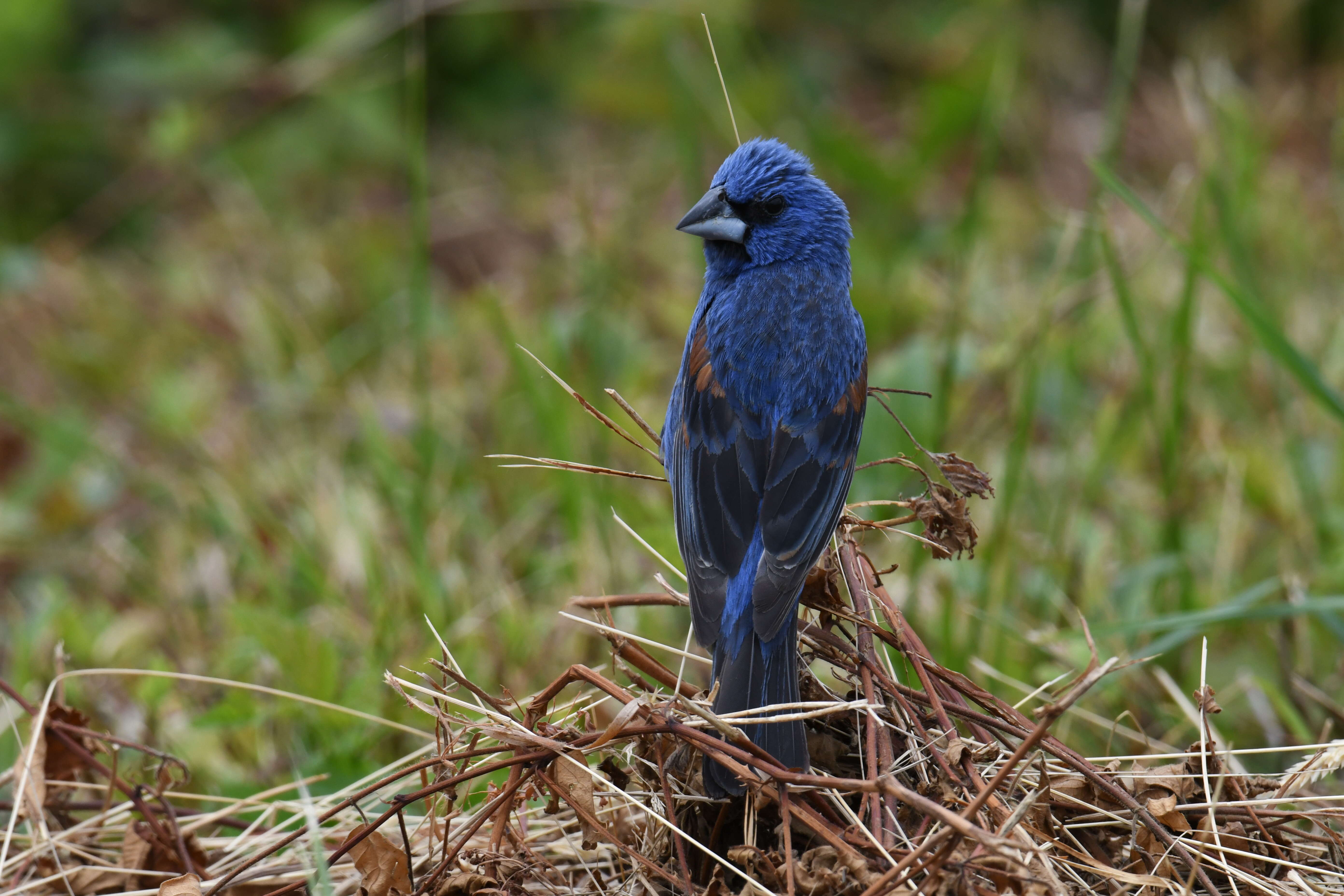 Image of Blue Grosbeak