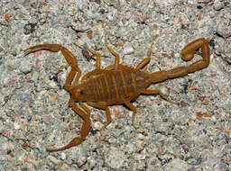 Image of Arizona Bark Scorpion