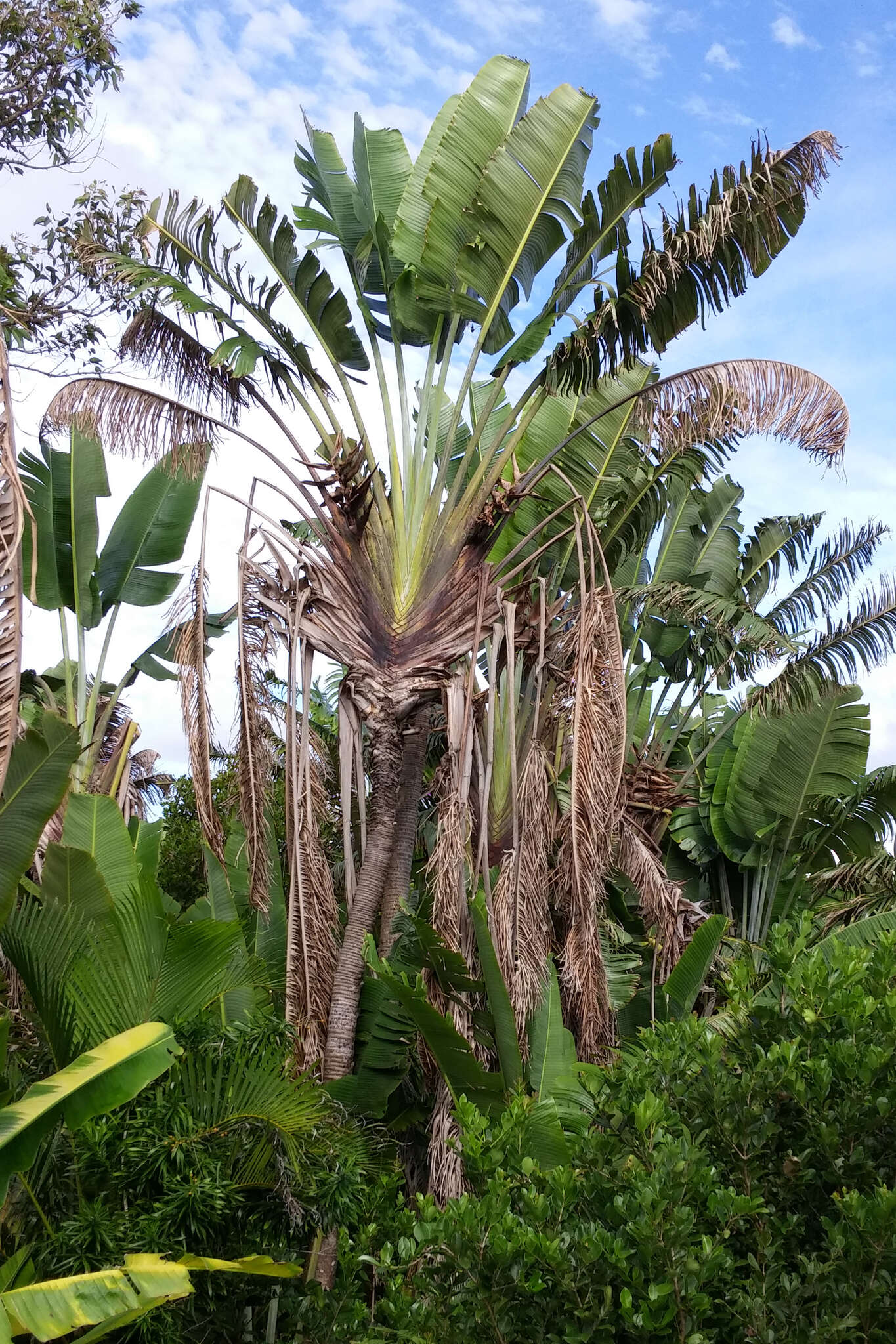 Image of Traveller's Tree