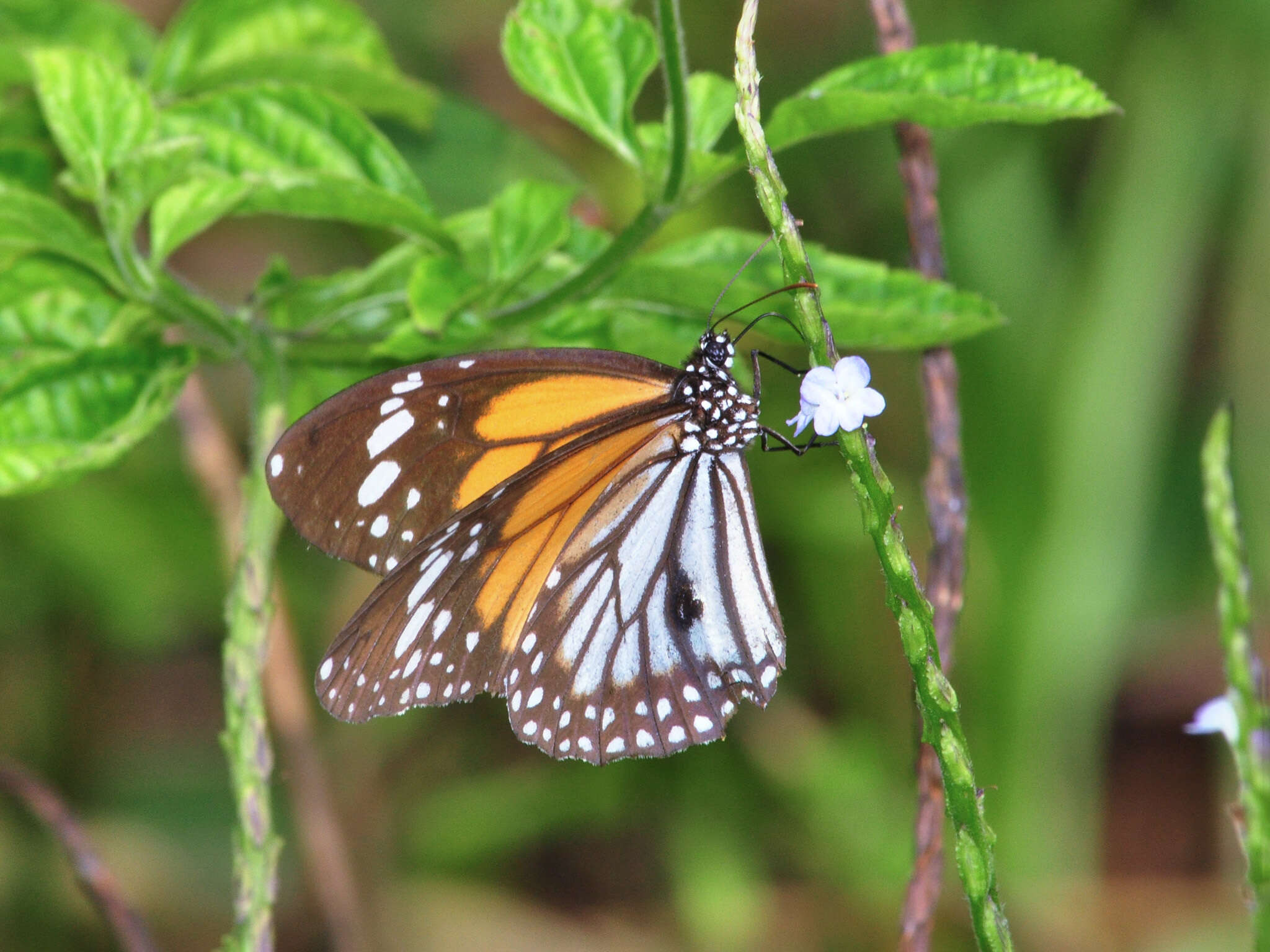 Plancia ëd Danaus (Anosia) melanippus Cramer 1777