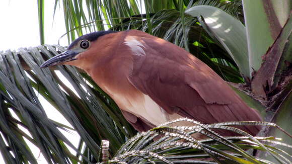 Image of Nankeen Night Heron