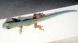 Image of Mertens' Day Gecko