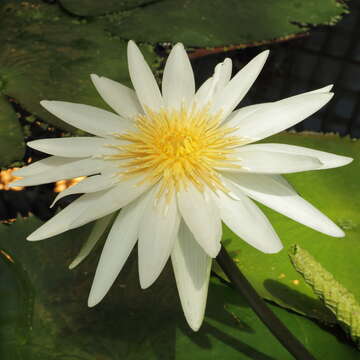 Image de Nymphaea ampla (Salisb.) DC.