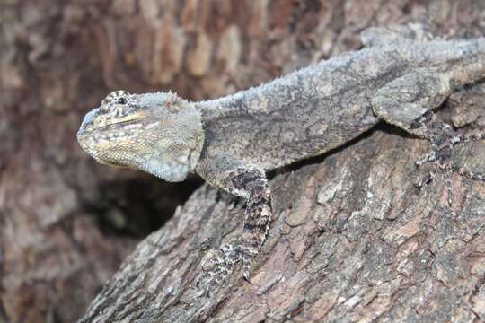 Image of Black-necked Agama