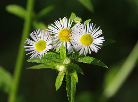 Image of eastern daisy fleabane