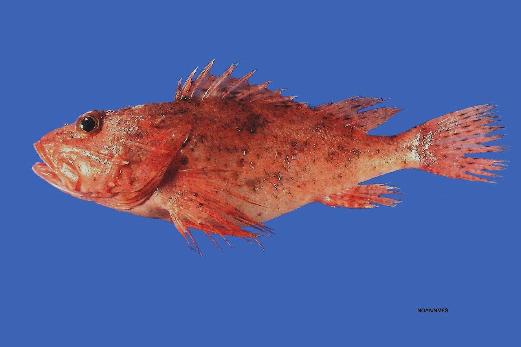 Image of Spinycheek Scorpionfish