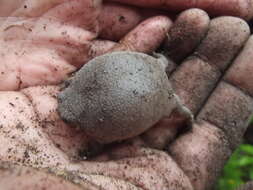 Image of Black Rain Frog