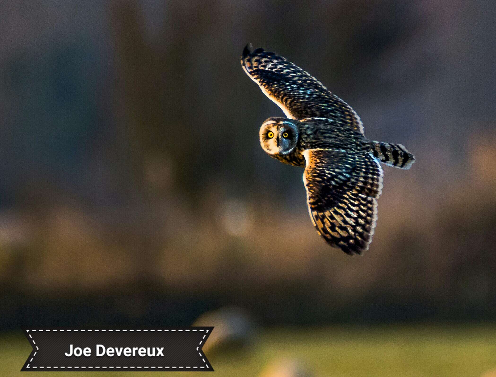 Image de Hibou des marais