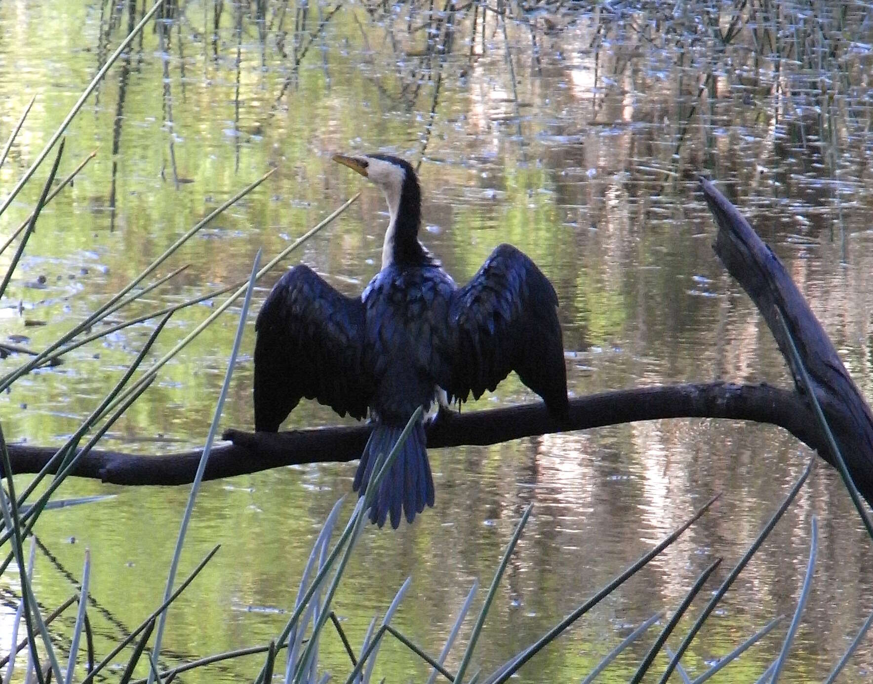 Image of Little Pied Cormorant