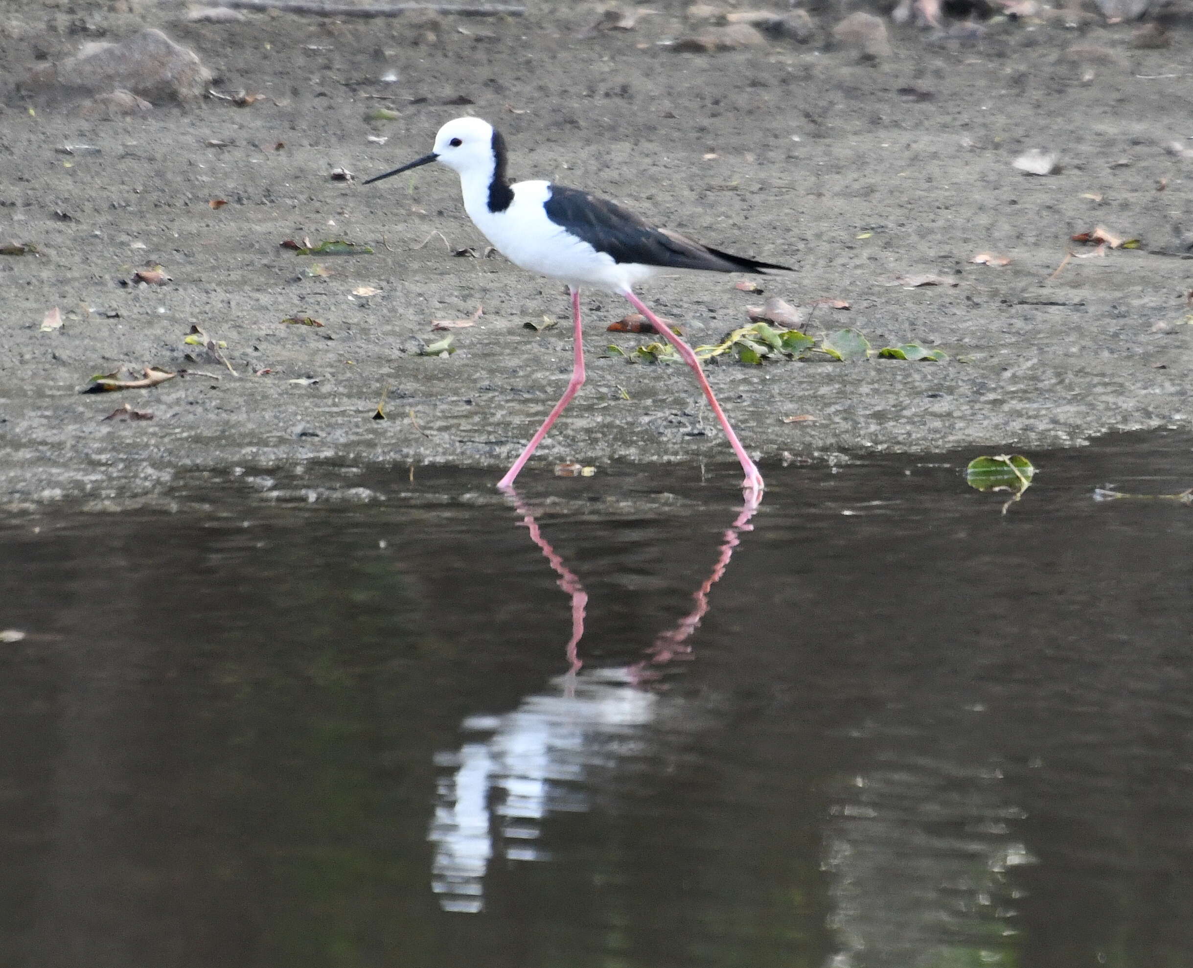 Image of Pied Stilt