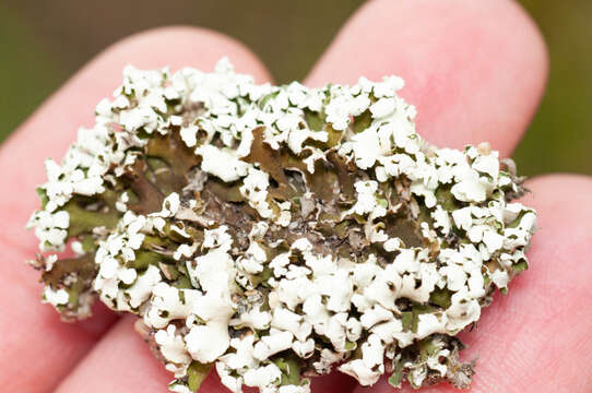 Image of Cladonia foliacea (Huds.) Willd.