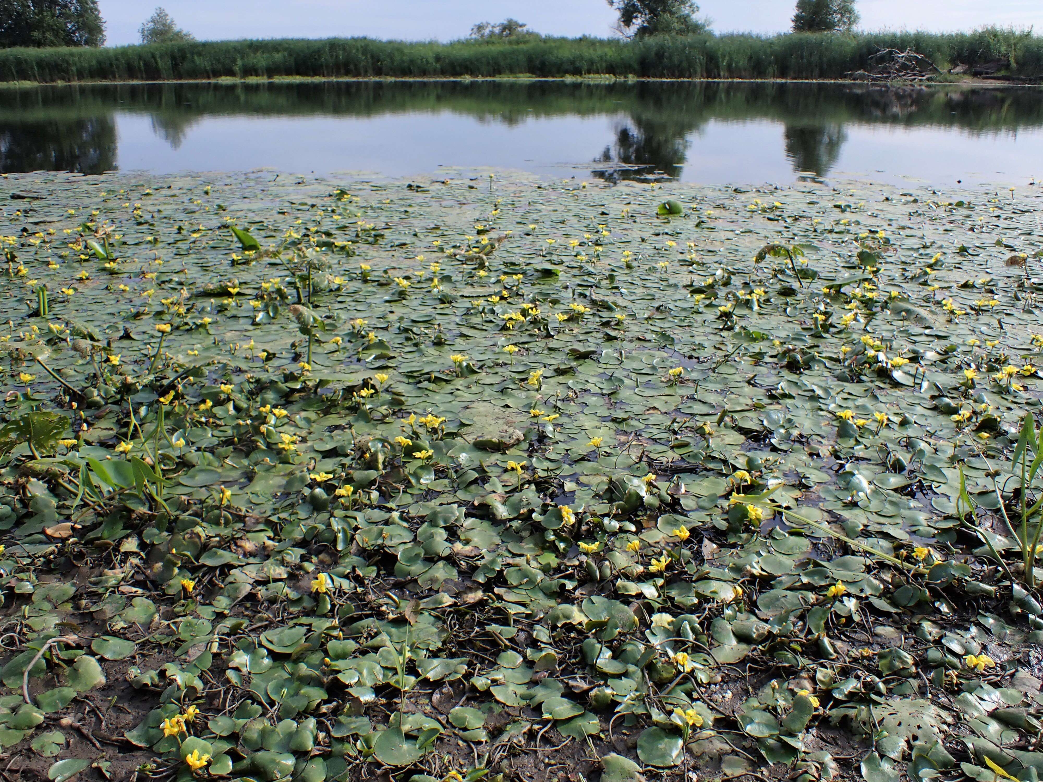 Image of yellow floatingheart